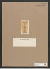 Navicula lyra var. constricta O'Meara (de-Toni-Nr.: Genus 1, Species 327) Zeichnungen Sammlung Grunow Nr. 738 (NHMW-BOT-W0367126)